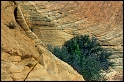 Tree and Rock